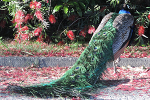 A peacock among leaves in the Jardim do Palácio de Cristal park