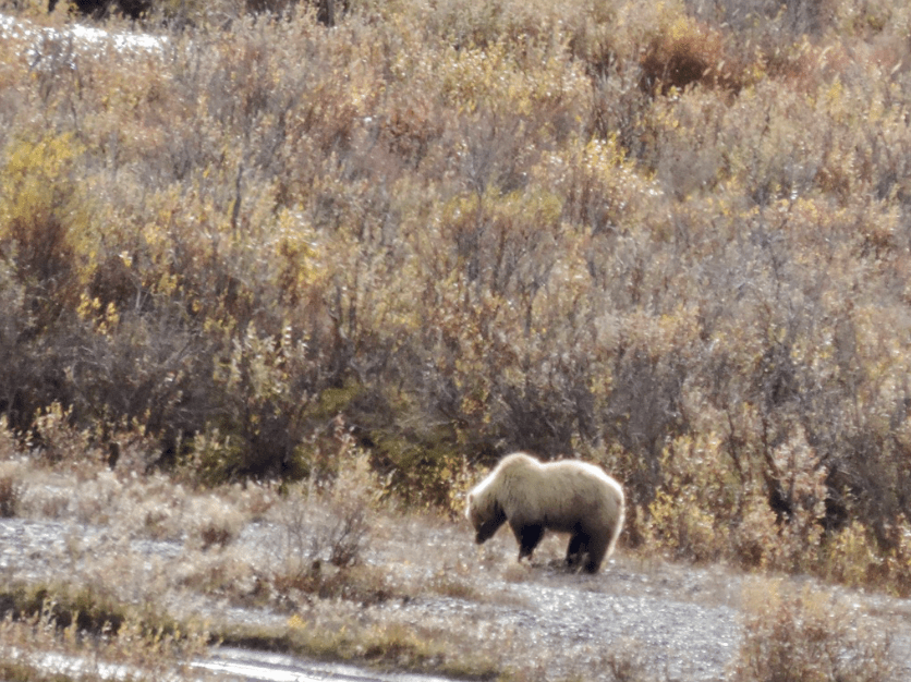 Closer up view of a grizzly bear in Denali National Park