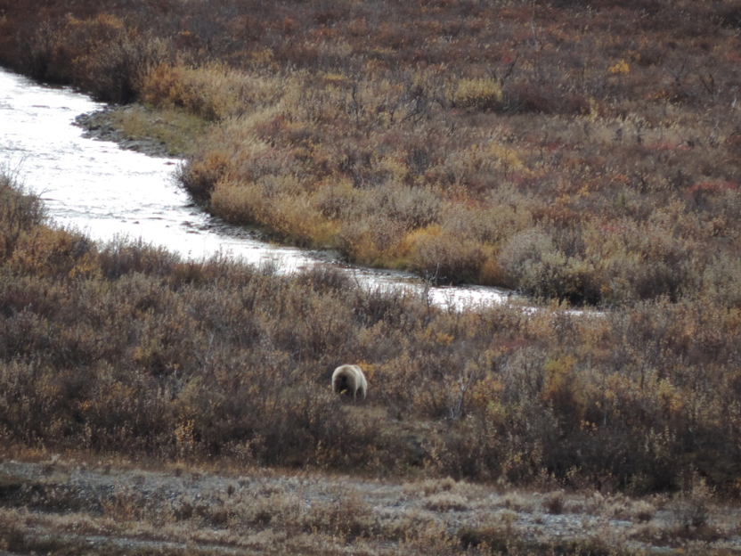 Grizzly bear in the distance