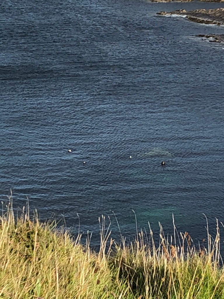 Seals off the coast of South Ronaldsay