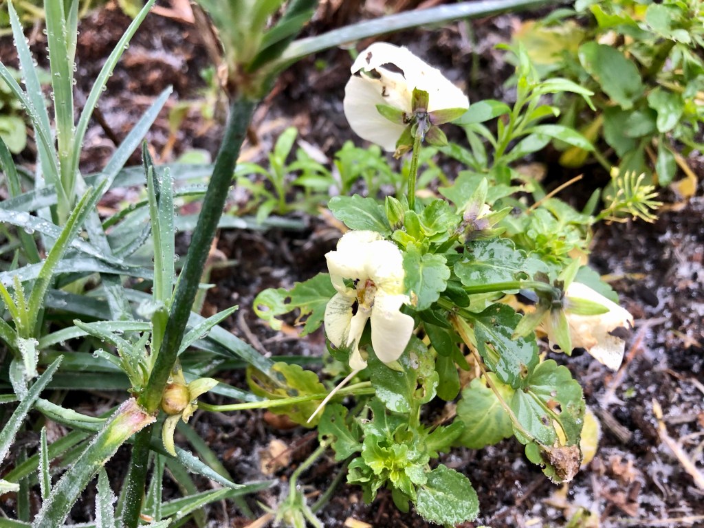 Pansies in my garden 