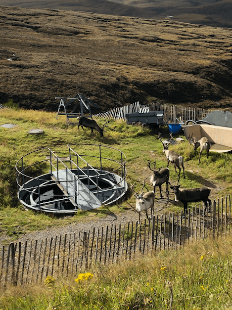 Reindeer on the Cairn Gorm mountain