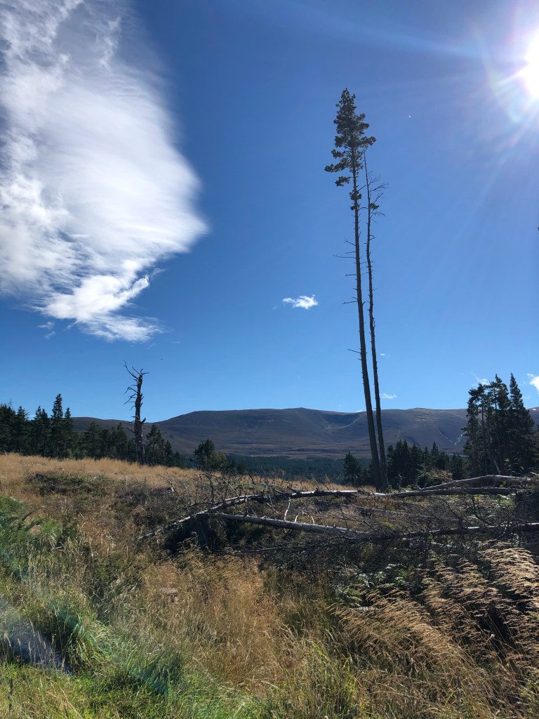 A very tall and very lonely pair or pine trees, against blue skies and sunshine