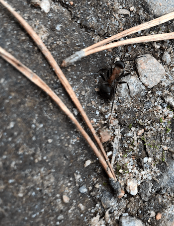 A close-up of a rare wood ant spotted on the path