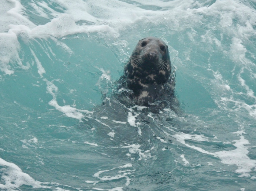 A grey seal off the coast of Sumburgh