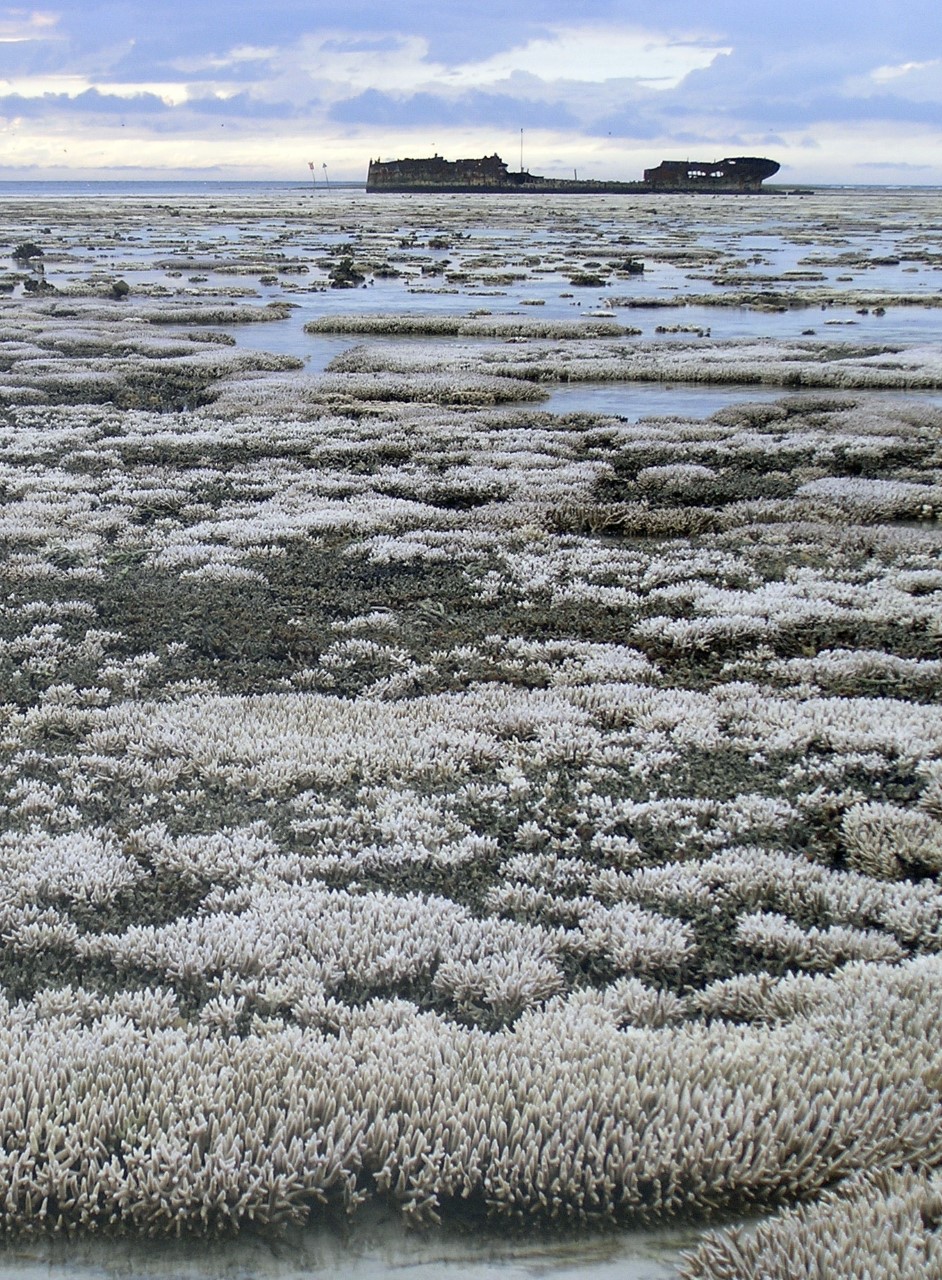 Bleached coral on the Great Barrier Reef