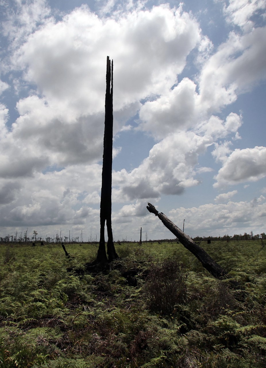 Deforestation in Indonesia