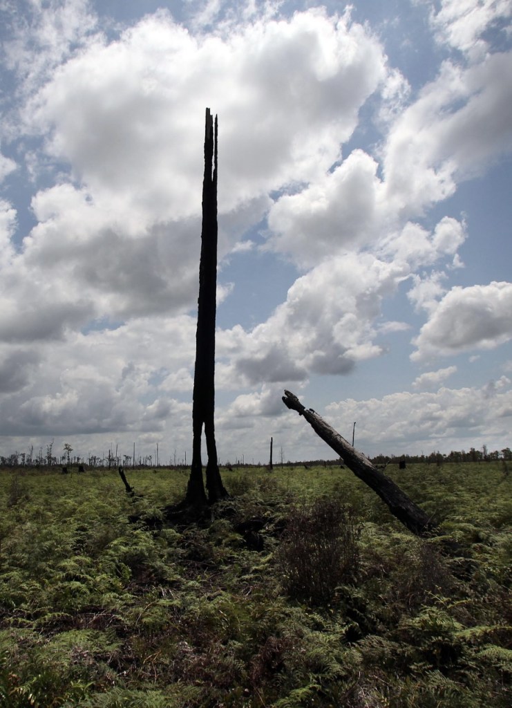 Deforestation in Indonesia