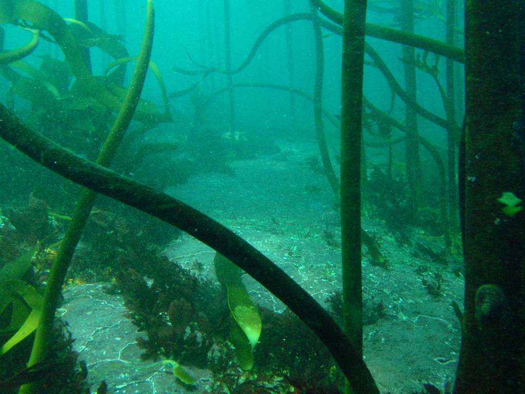 Kelp forest off Cape Peninsula, South Africa