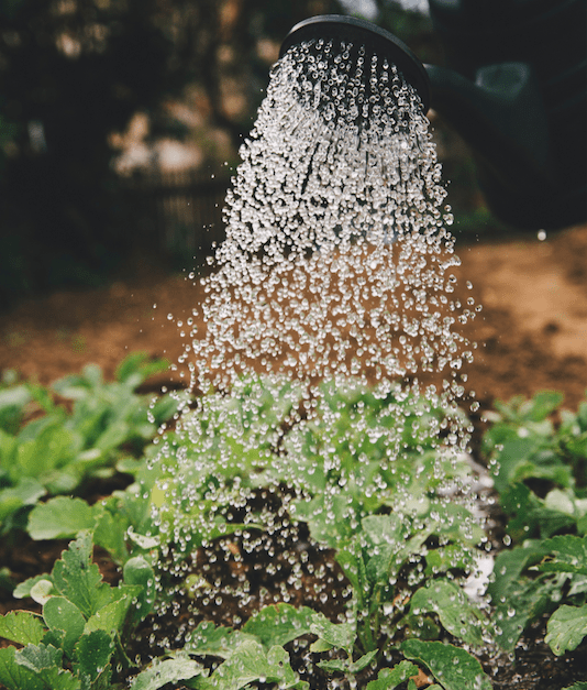 Plants being watered