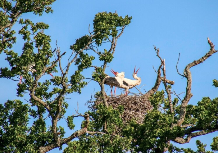 Storks at Knepp